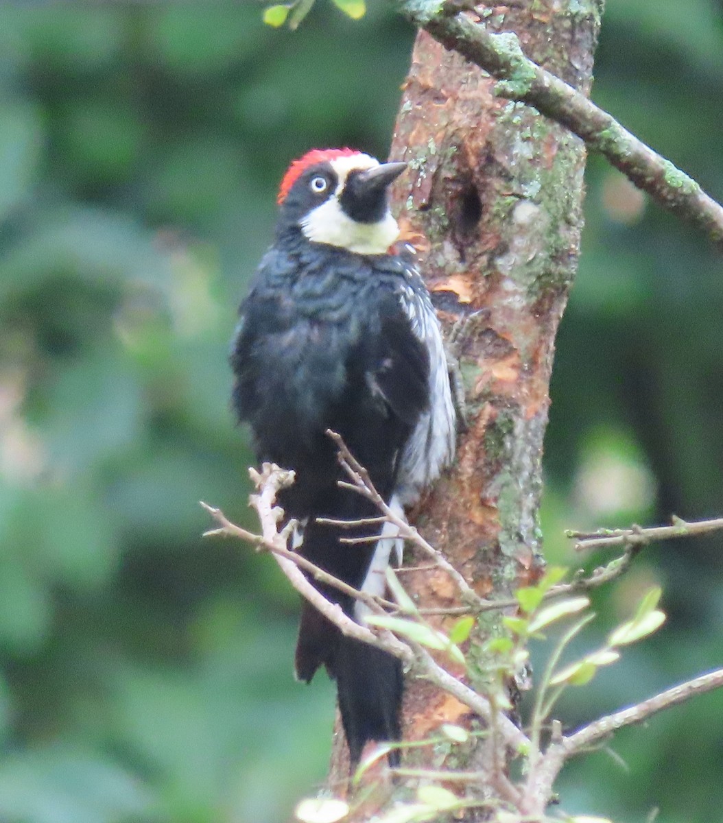 Acorn Woodpecker - ML622401090