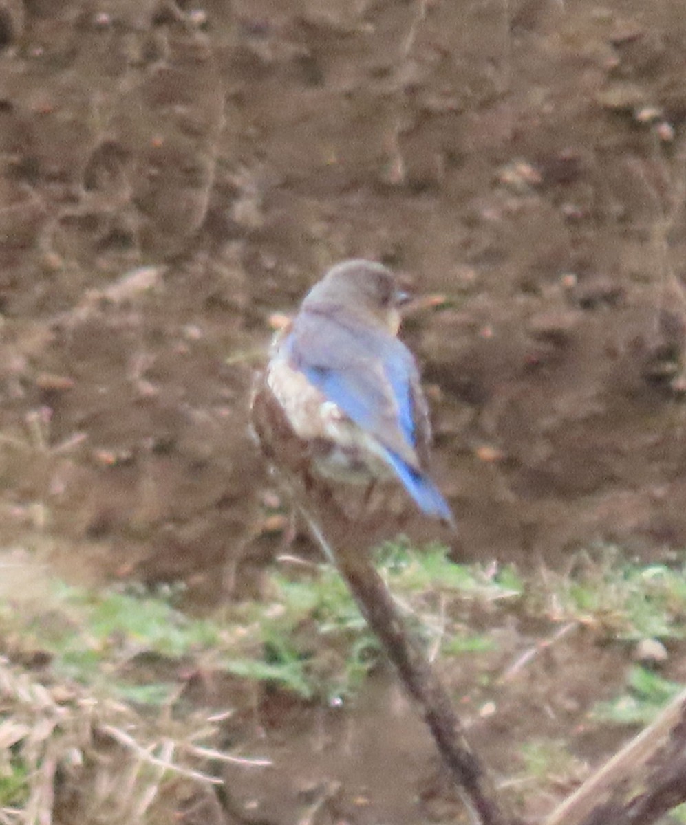 Eastern Bluebird - ML622401111