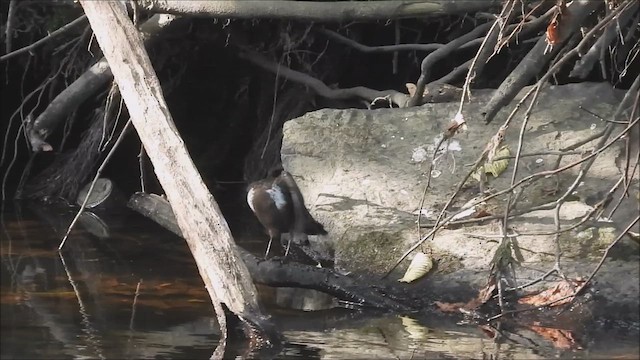 White-throated Dipper - ML622401200