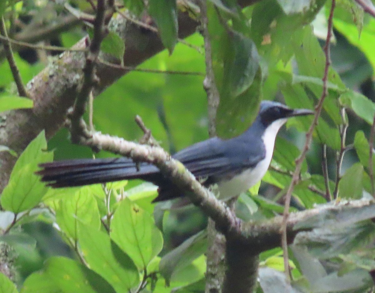 Blue-and-white Mockingbird - ML622401303