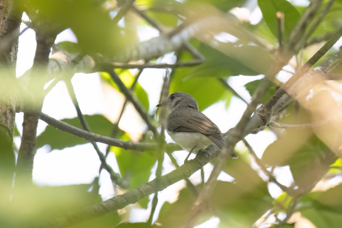 Mangrove Whistler - ML622401323