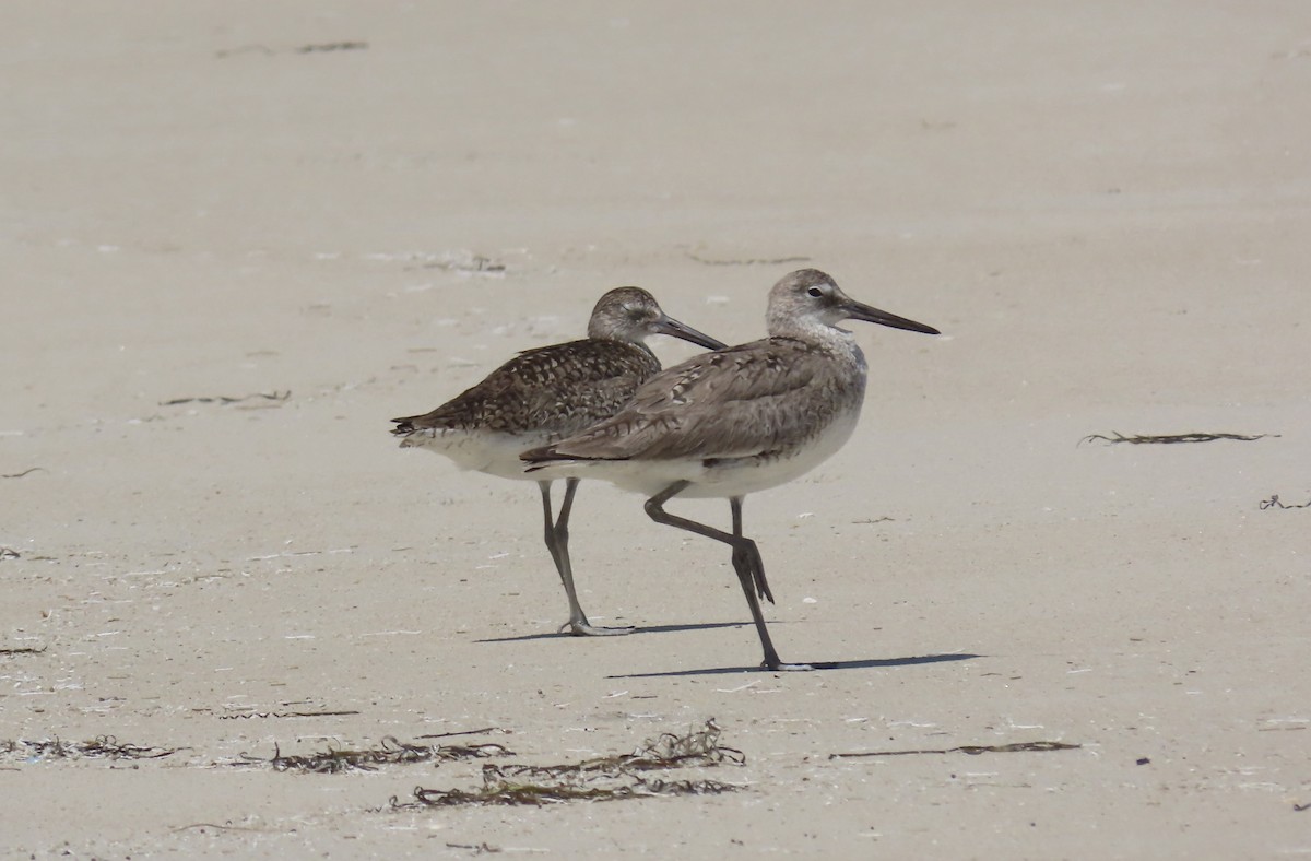 Playero Aliblanco (inornata) - ML622401356