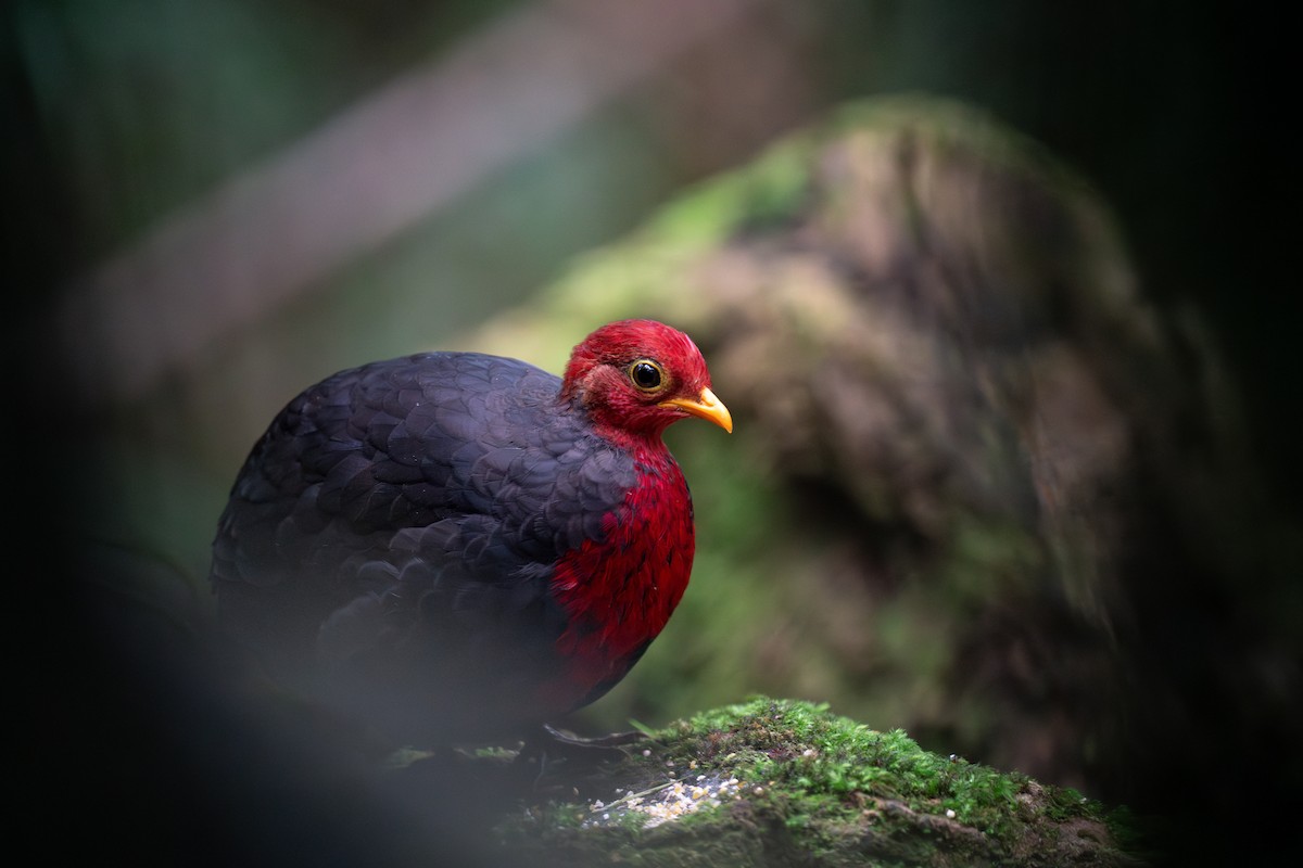 Crimson-headed Partridge - ML622401358