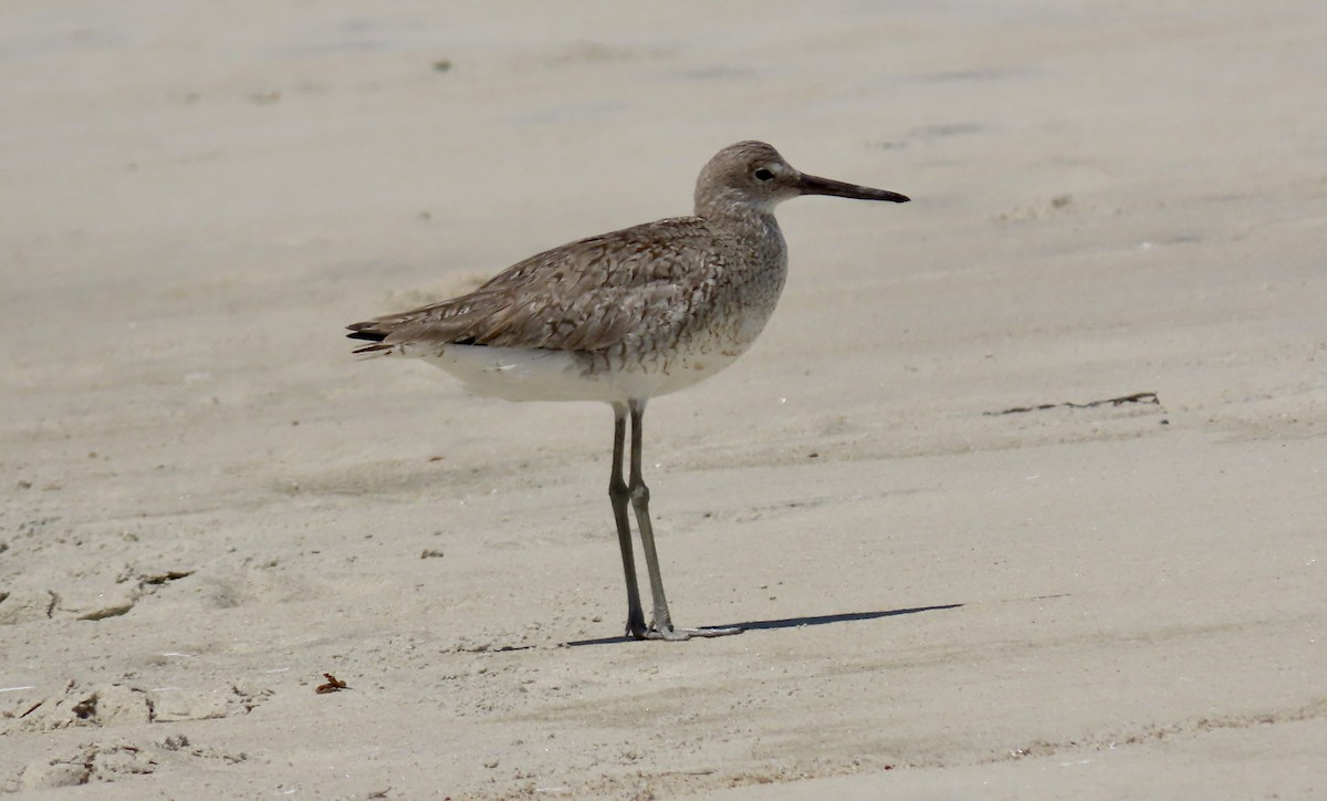 Playero Aliblanco (semipalmata) - ML622401363