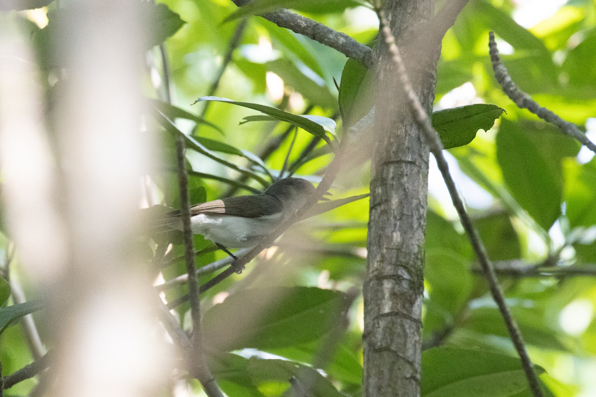 Mangrove Whistler - ML622401385