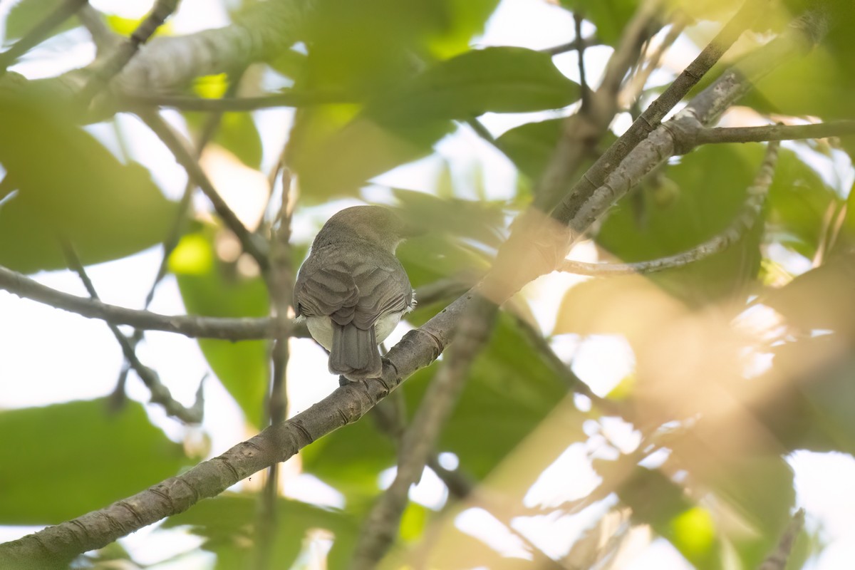 Mangrove Whistler - ML622401386