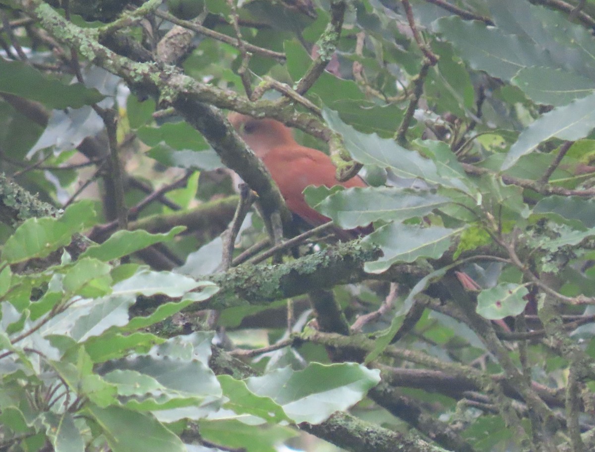 Squirrel Cuckoo (Middle America) - ML622401389