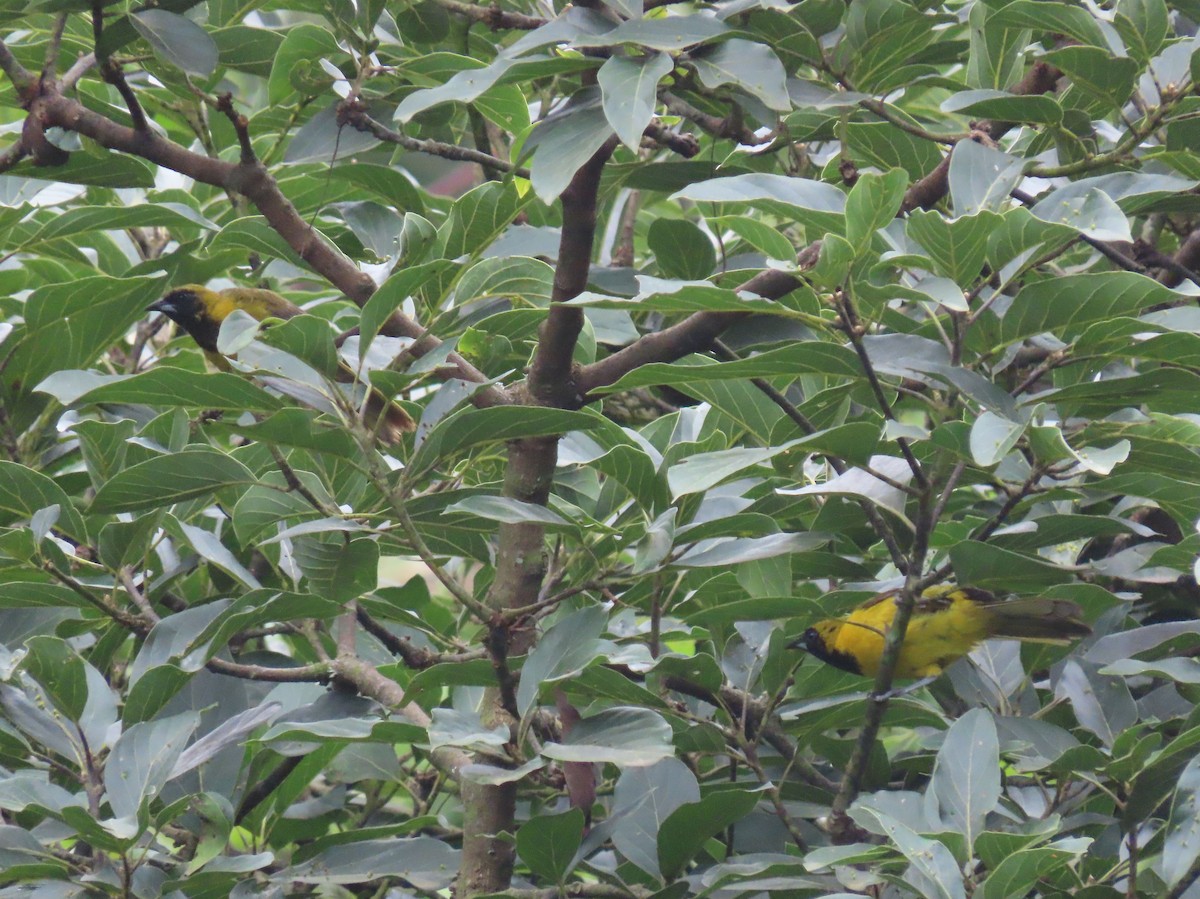 Bar-winged Oriole - ML622401407