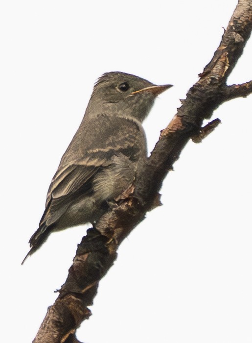 Western Wood-Pewee - Elizabeth Crouthamel