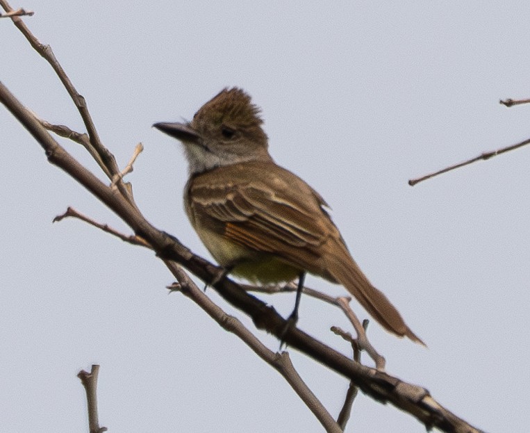 Brown-crested Flycatcher - ML622401427