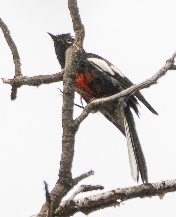 Painted Redstart - ML622401434