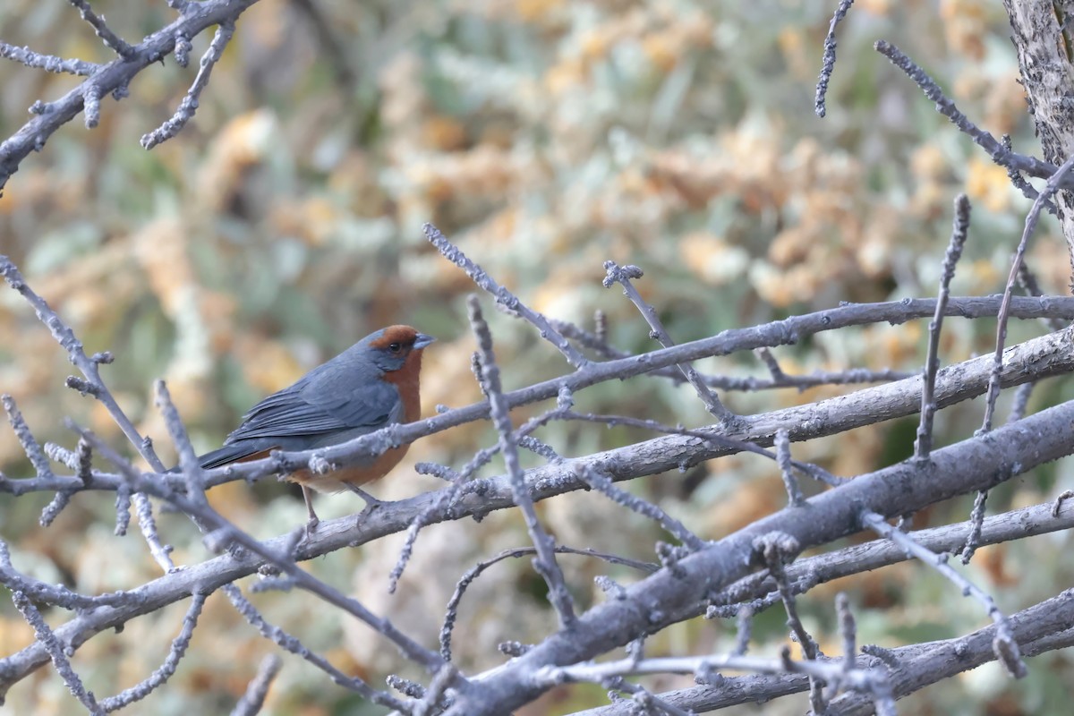 Cochabamba Mountain Finch - ML622401458