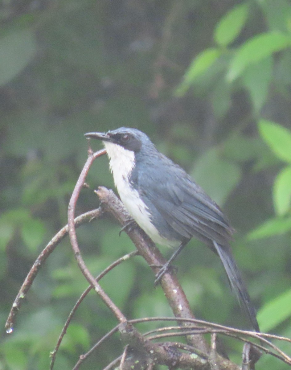 Blue-and-white Mockingbird - ML622401462