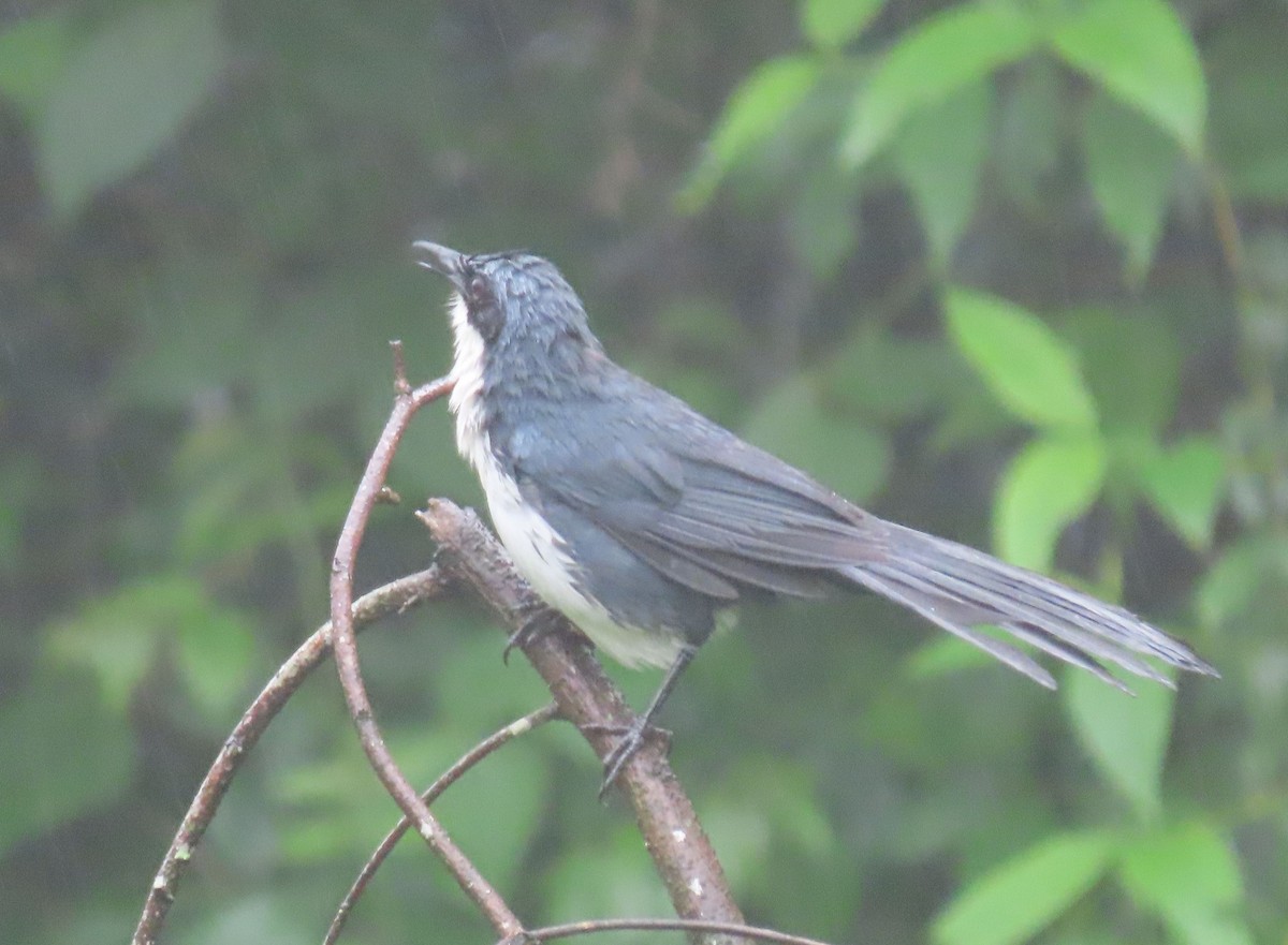 Blue-and-white Mockingbird - ML622401464