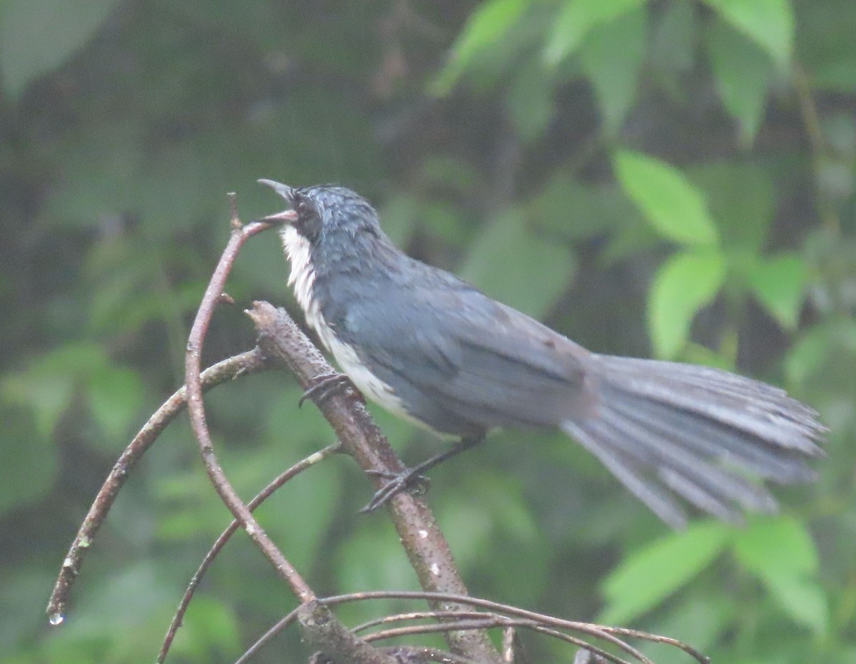 Blue-and-white Mockingbird - ML622401465