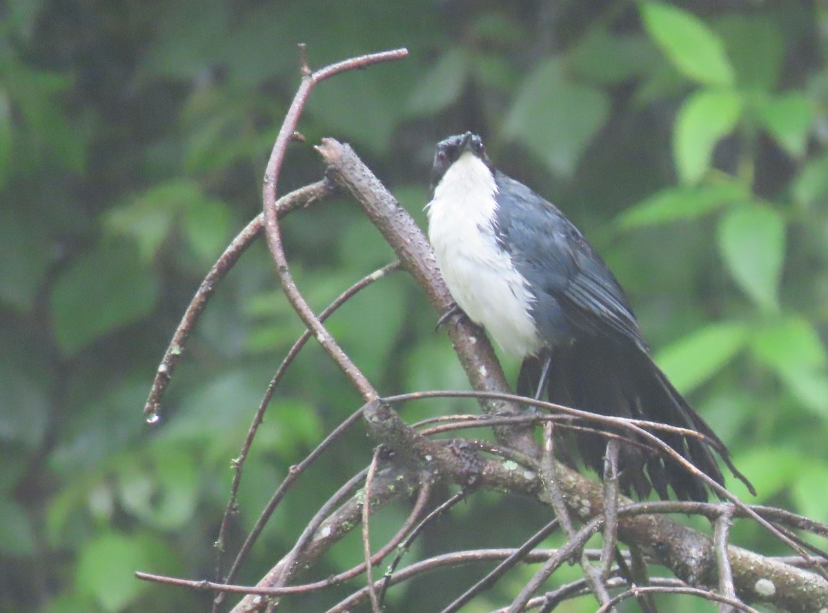 Blue-and-white Mockingbird - ML622401467