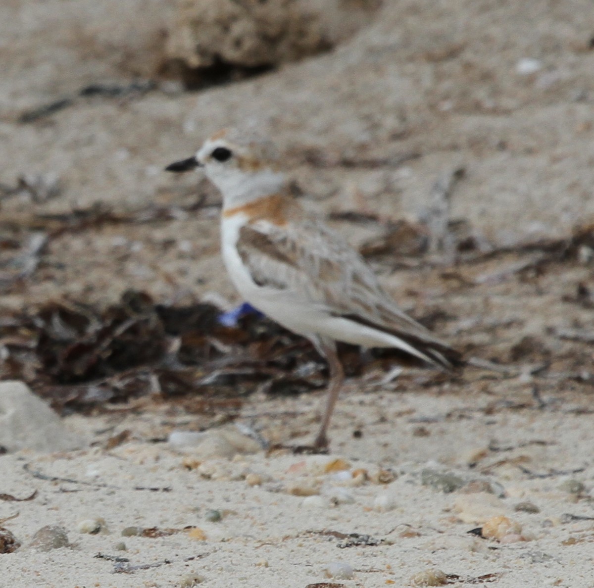 Malaysian Plover - ML62240151