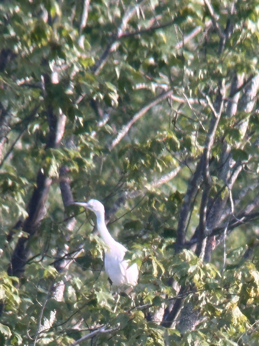 Little Blue Heron - ML622401647