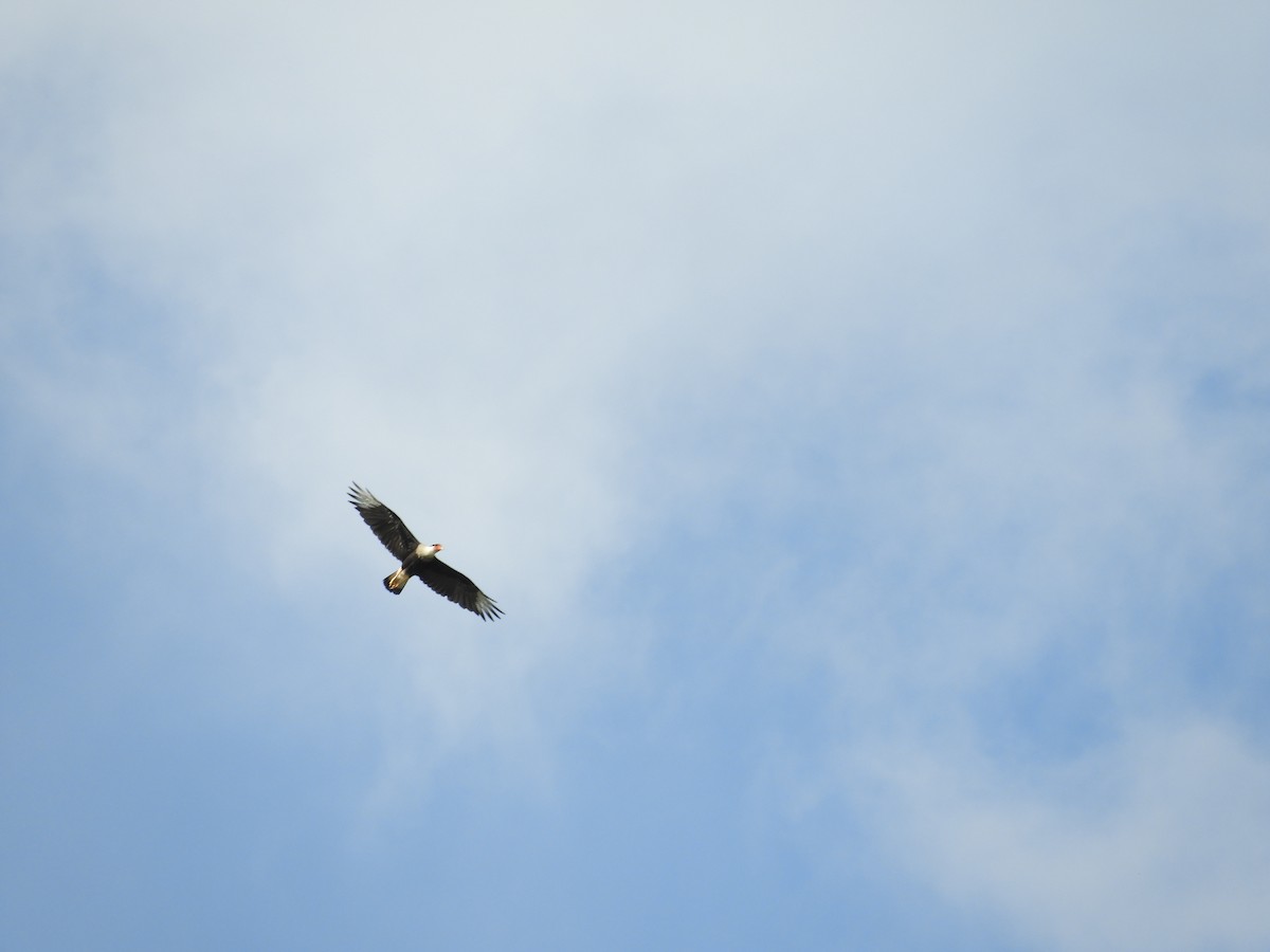 Crested Caracara - ML622401655