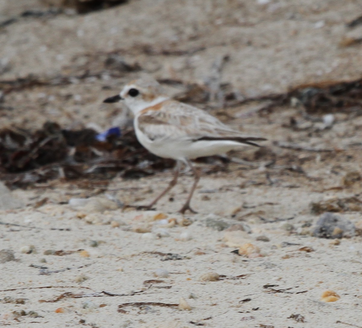 Malaysian Plover - ML62240171