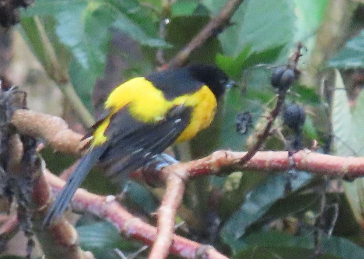 Bar-winged Oriole - ML622401725