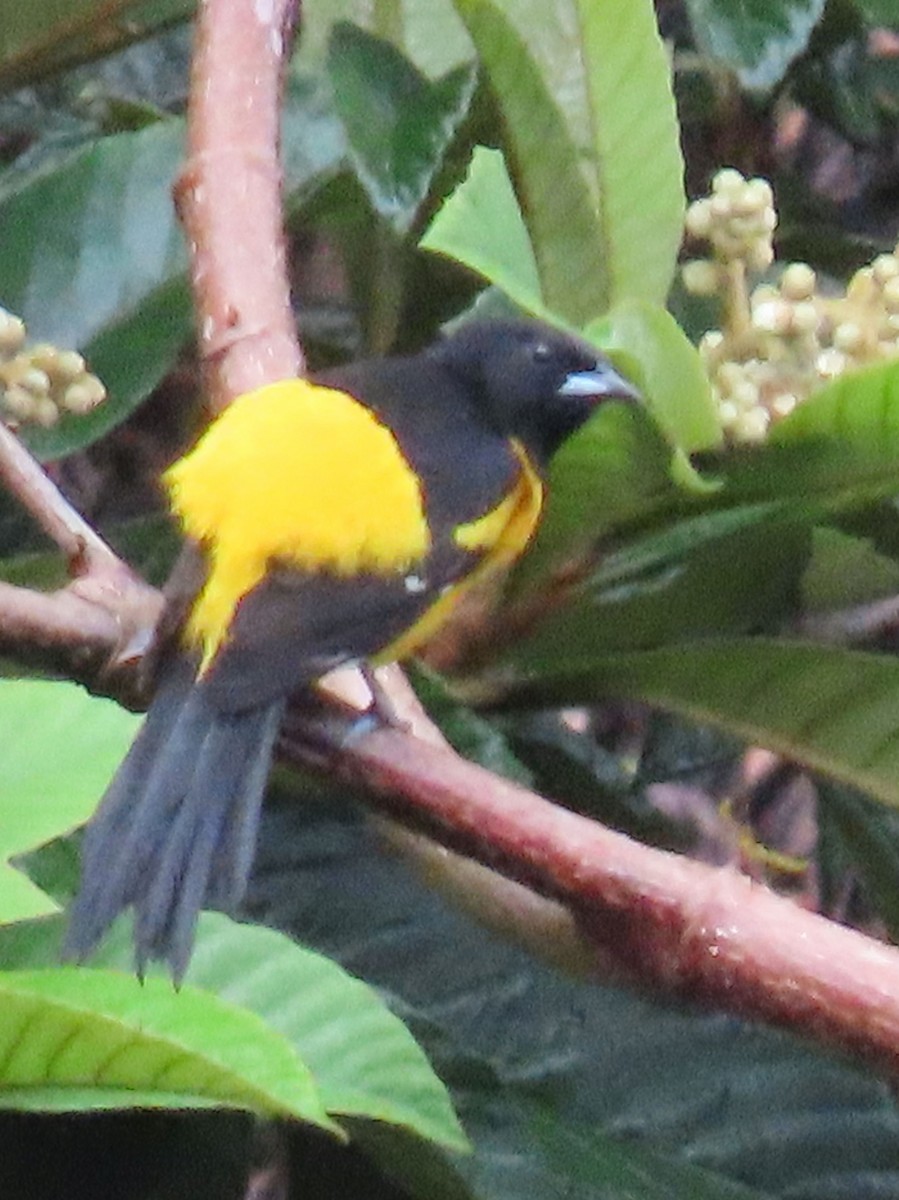 Bar-winged Oriole - ML622401726