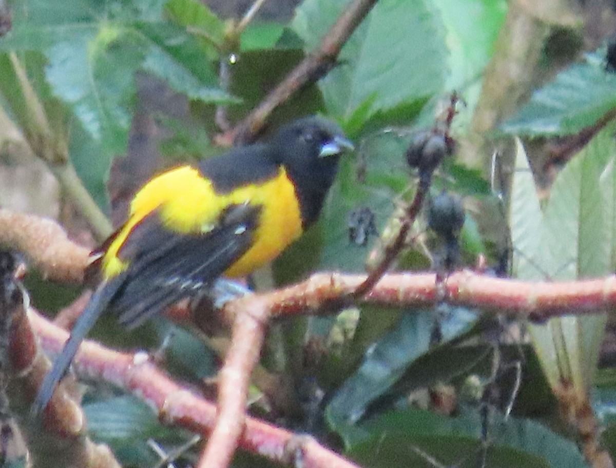 Bar-winged Oriole - ML622401727