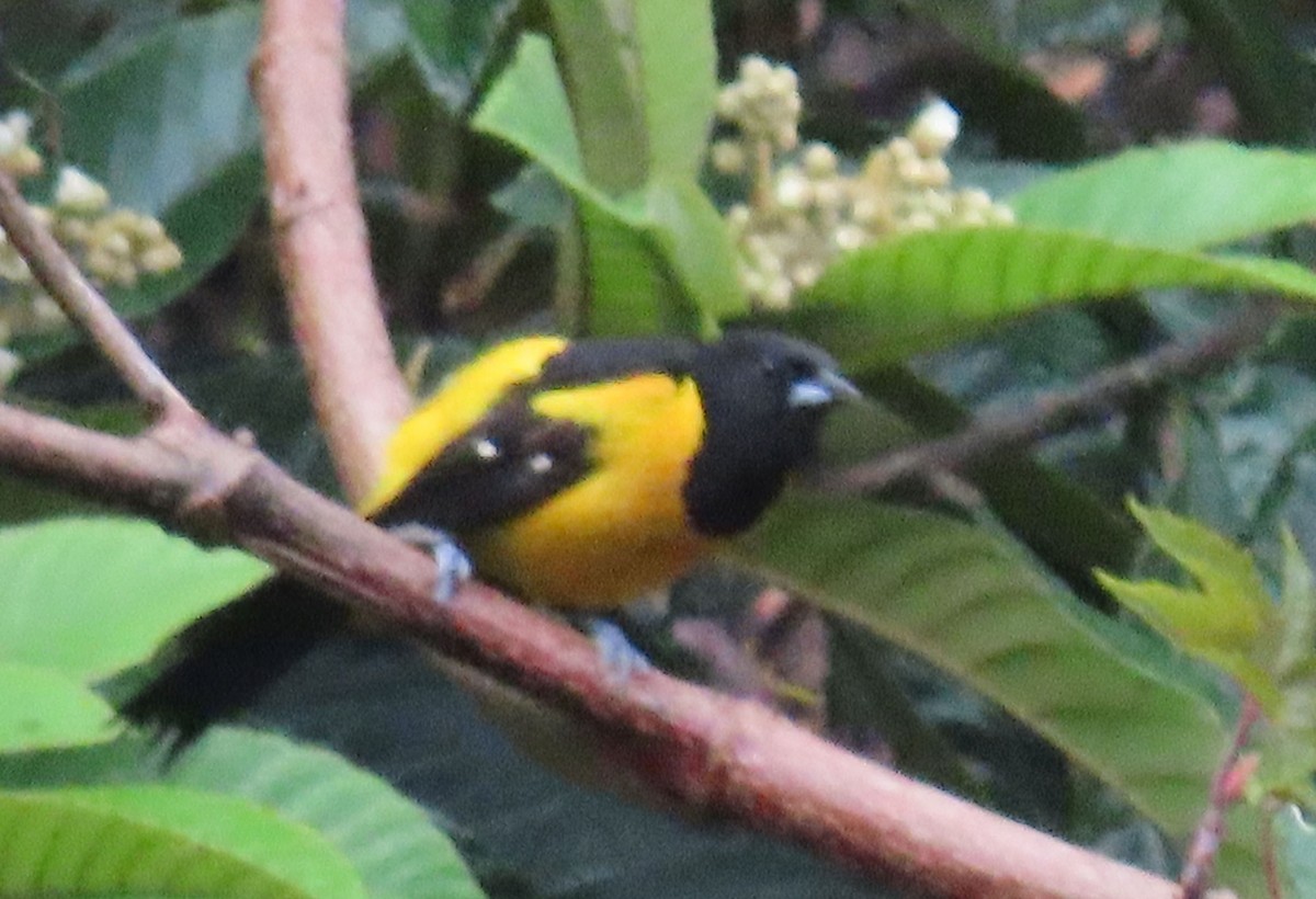 Bar-winged Oriole - ML622401728