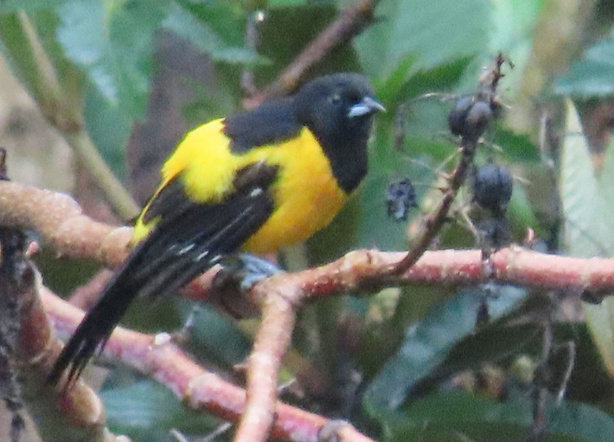 Bar-winged Oriole - ML622401729