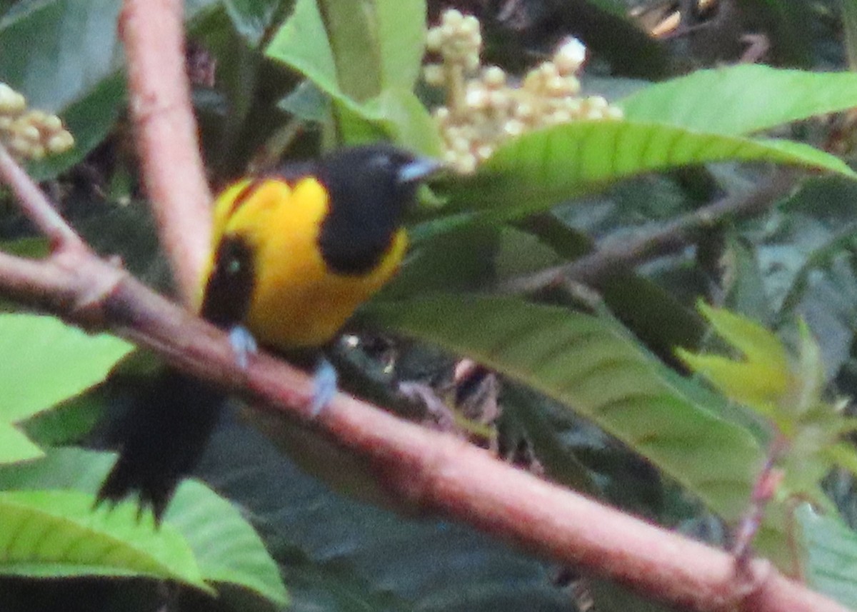 Bar-winged Oriole - Thomas Brooks