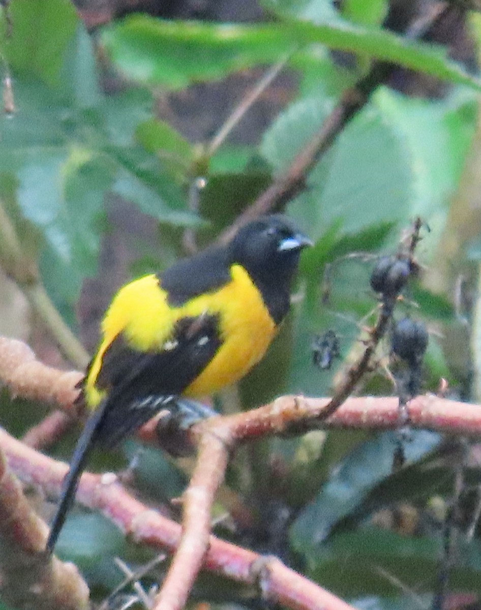 Bar-winged Oriole - ML622401731