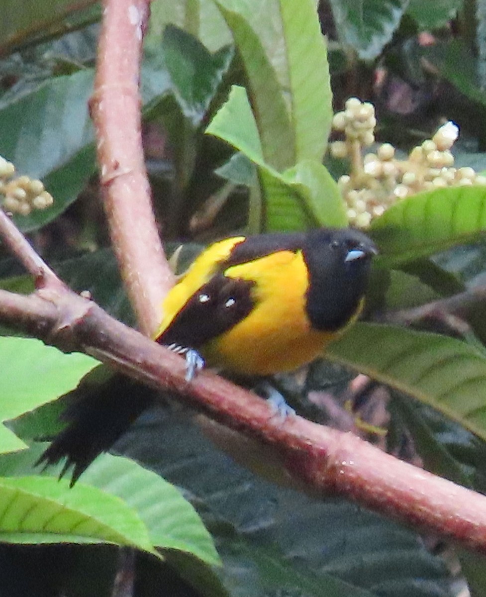 Bar-winged Oriole - ML622401732