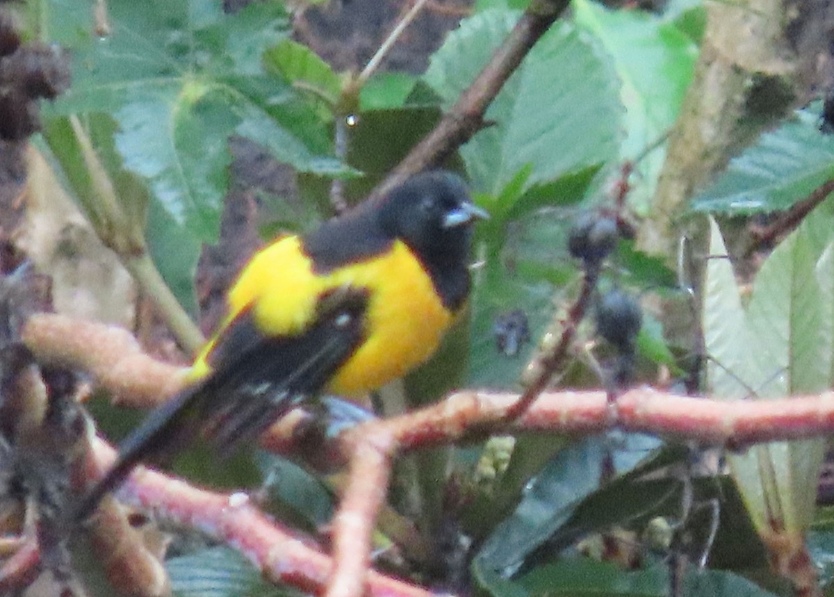 Bar-winged Oriole - ML622401733