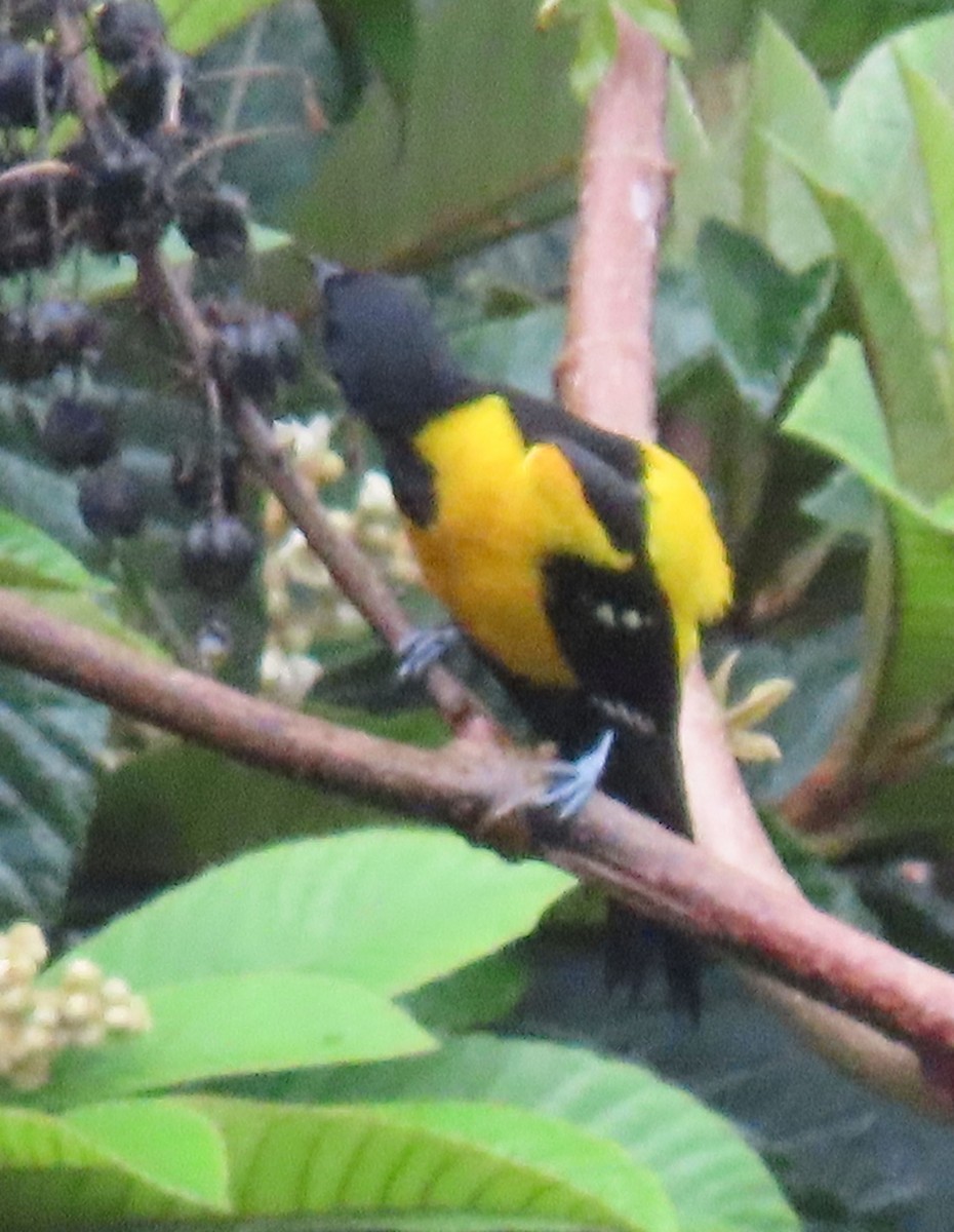 Bar-winged Oriole - ML622401734