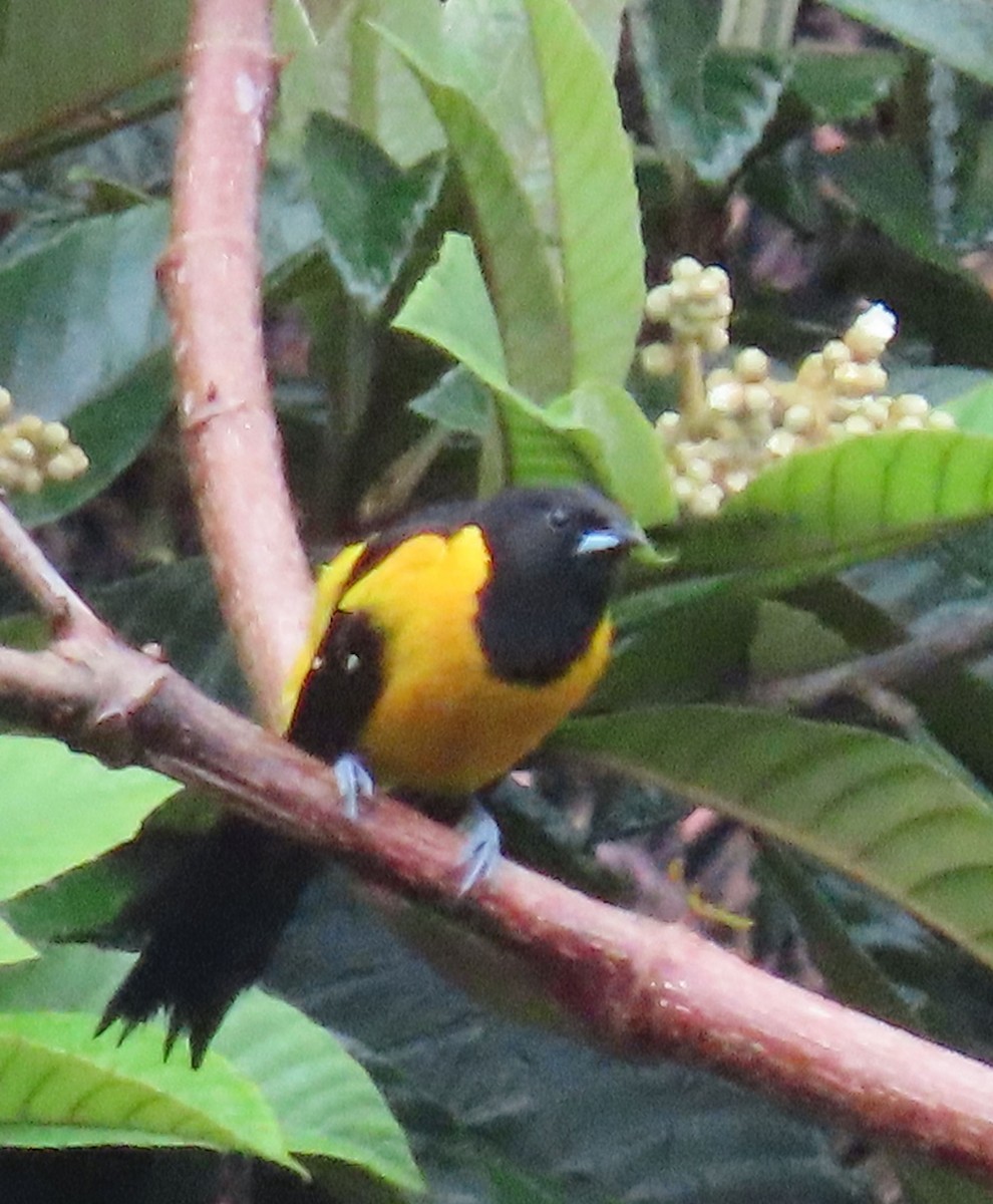 Bar-winged Oriole - ML622401735