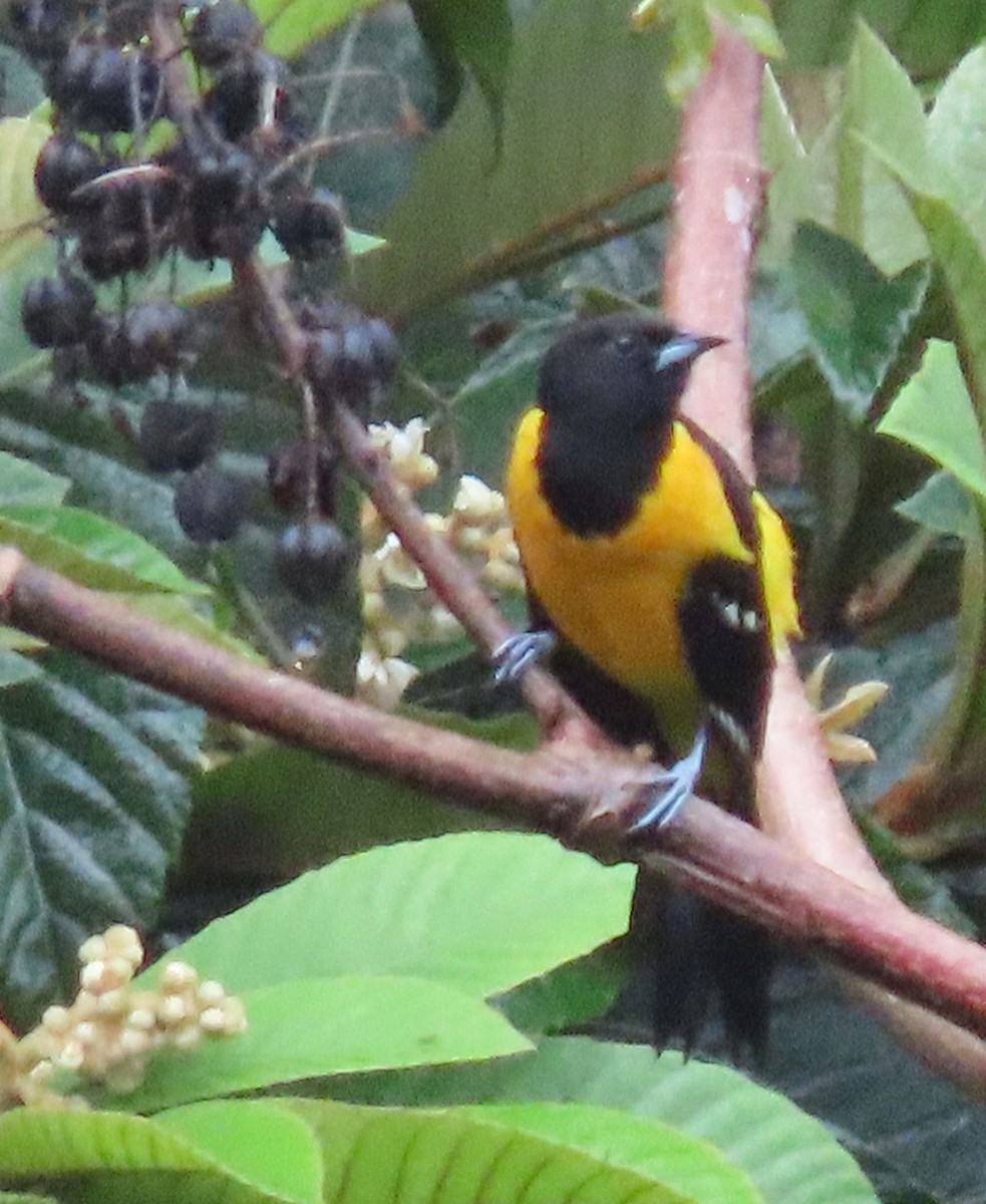 Bar-winged Oriole - ML622401736