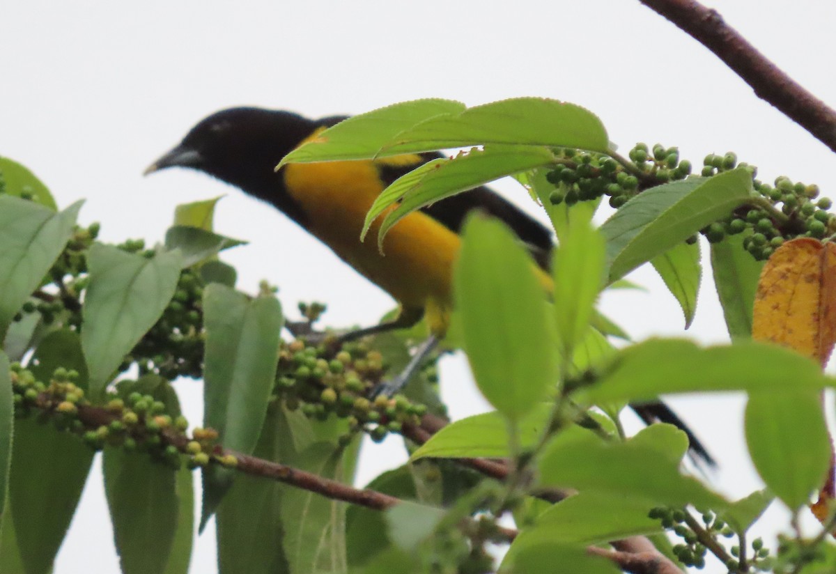 Bar-winged Oriole - ML622401738