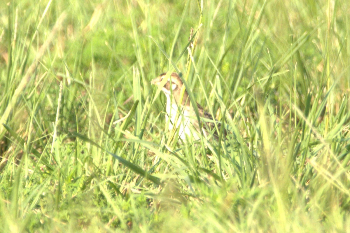 Lark Sparrow - ML622401776