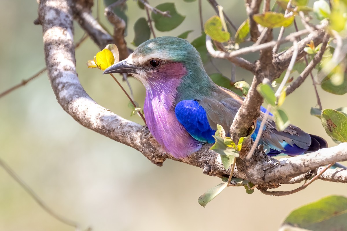 Lilac-breasted Roller - ML622401784