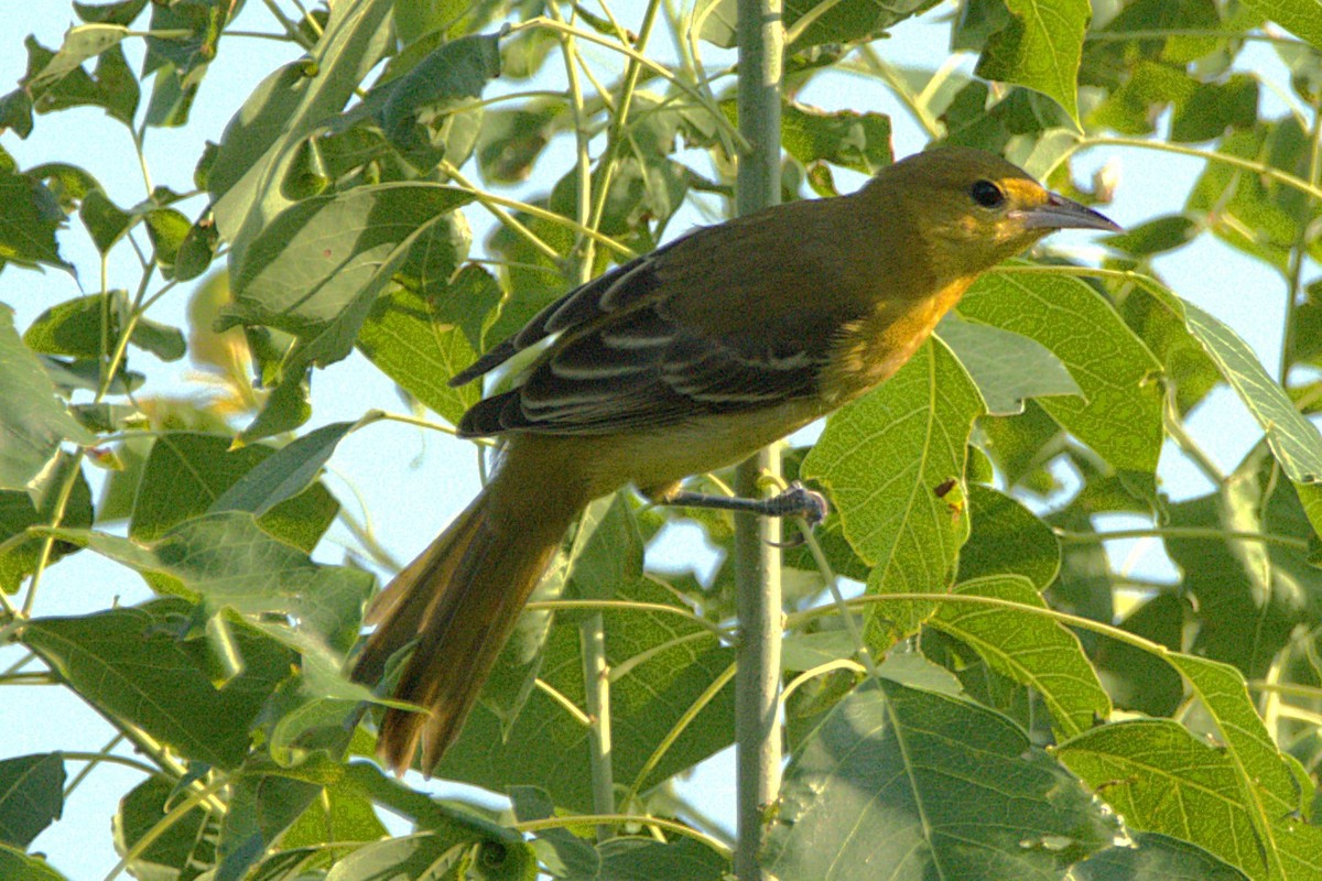 Orchard Oriole - ML622401788