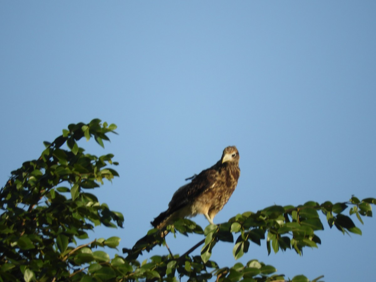 Yellow-headed Caracara - ML622401790