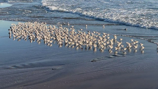 Bécasseau sanderling - ML622401794