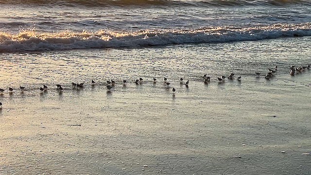 Bécasseau sanderling - ML622401800