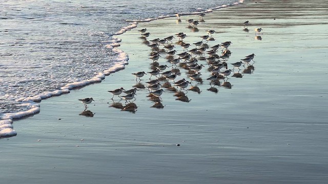 Bécasseau sanderling - ML622401804