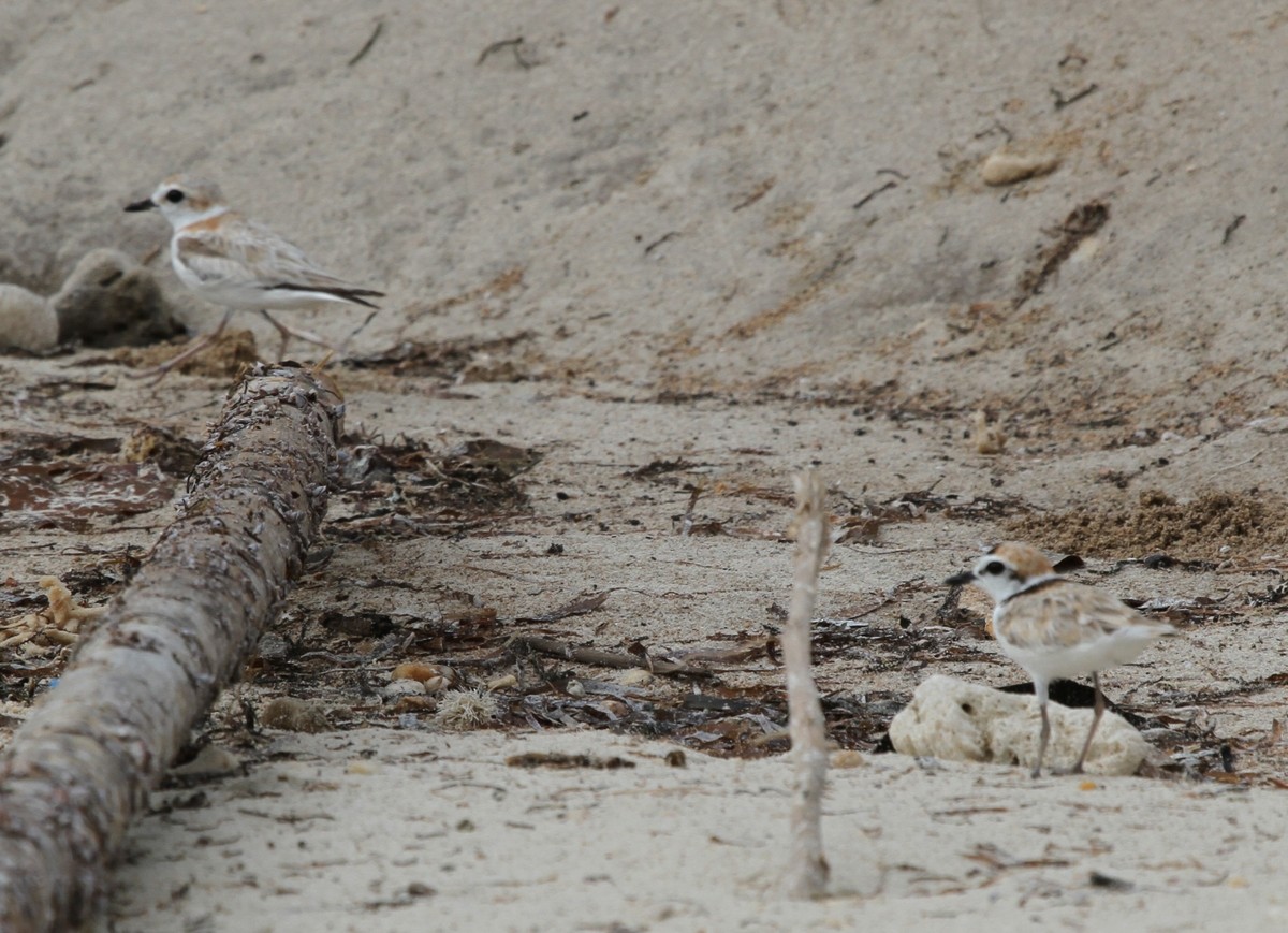 Malaysian Plover - ML62240181