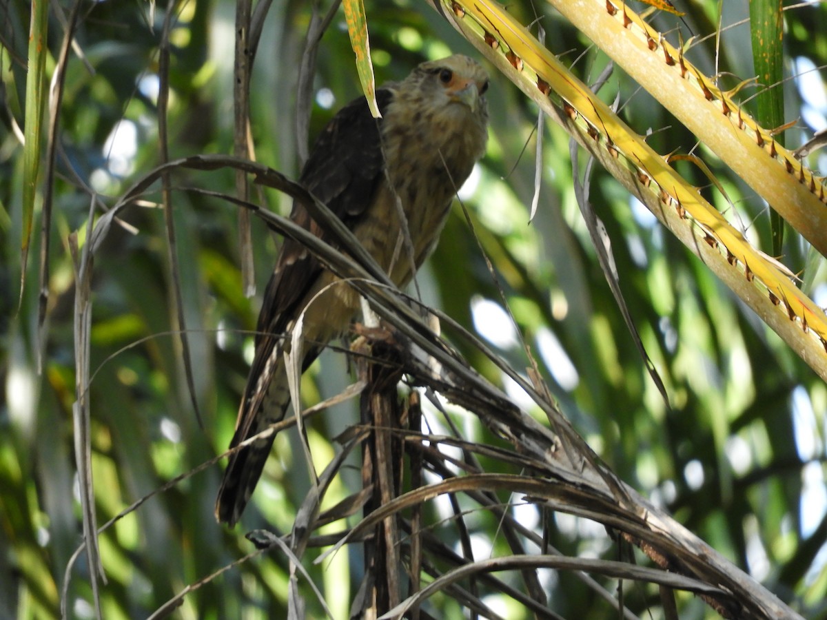 Yellow-headed Caracara - ML622401817