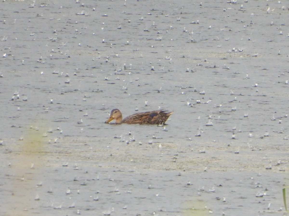 Mottled Duck - ML622401839