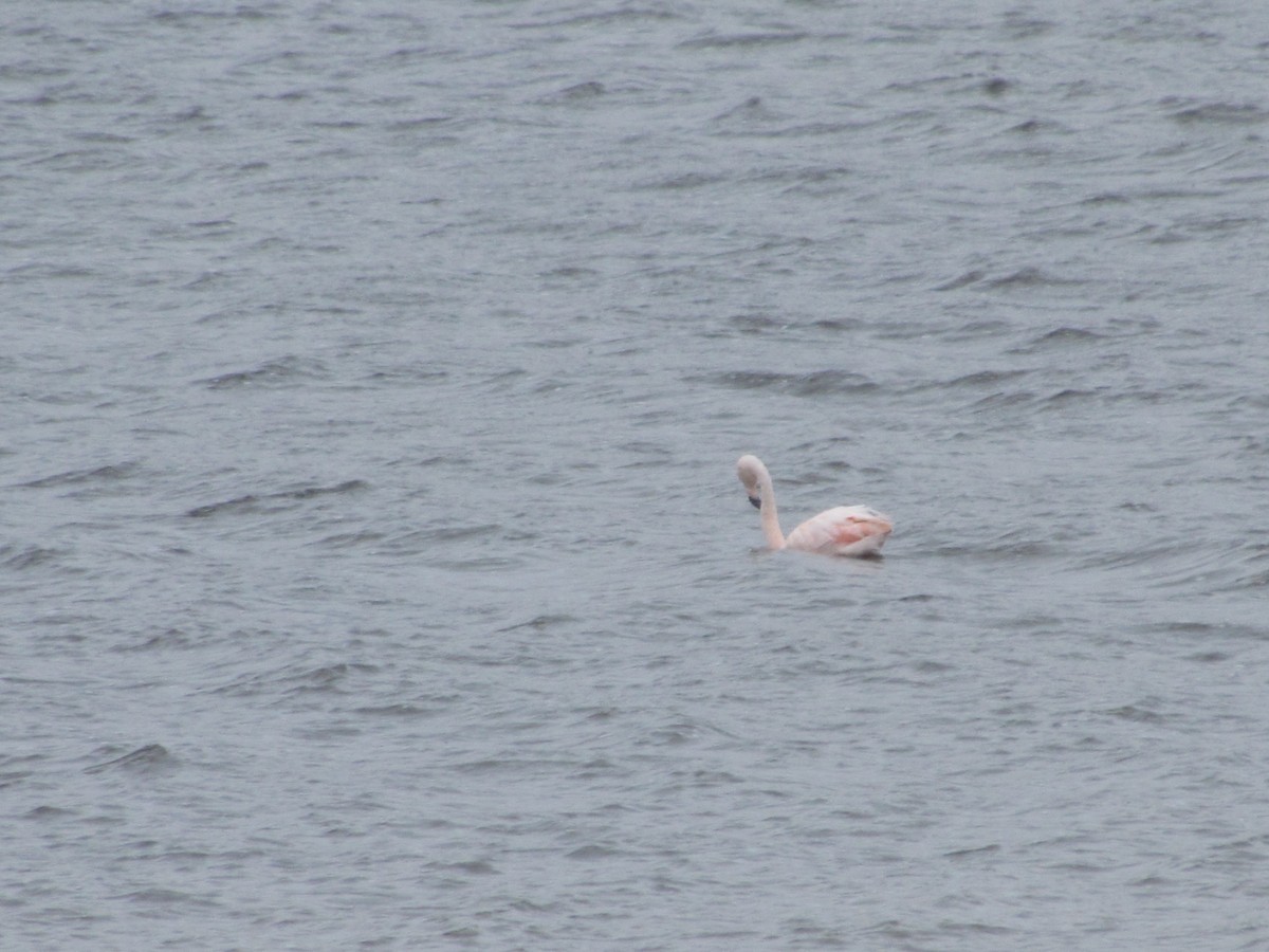 Chilean Flamingo - ML622401840