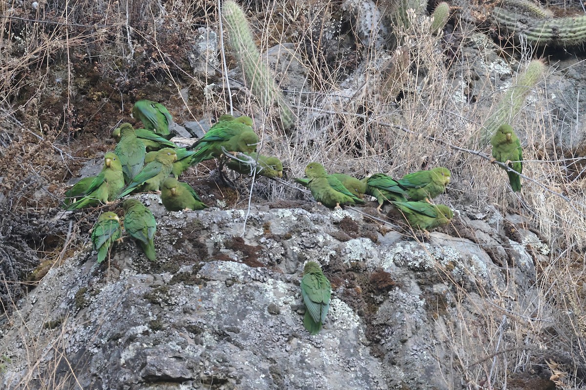 Andean Parakeet - ML622401857