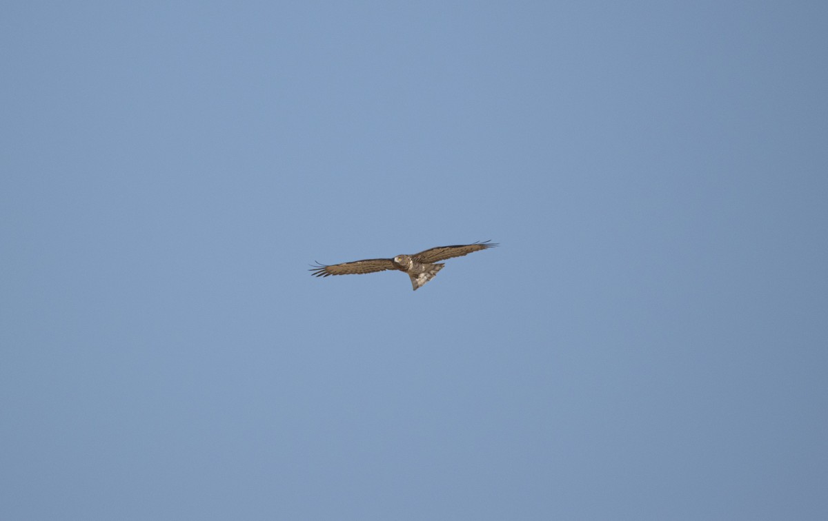 Short-toed Snake-Eagle - ML622401941